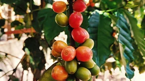 koffiebonen