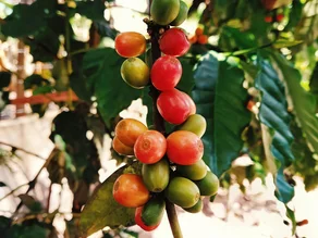 koffiebonen