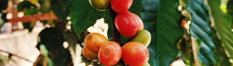 koffiebonen